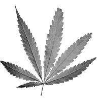 cien-mariguana.jpg