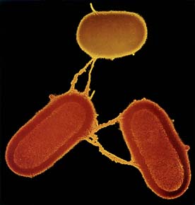 bacteria intestinal 