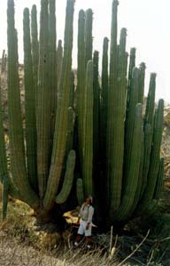 foto3 Cactus