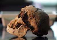 Cráneo del hobbit, cuyo estudio reabrió la polémica en la comunidad científica