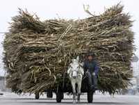 Foto: Un campesino transporta cañas en Guye, China