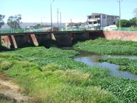 Aspecto del río Mololoa que cruza la capital de Nayarit, contaminado por descargas de drenajes del municipio de Xalisco