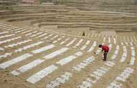 Agricultor trabaja en un campo, en las cercanías de Changzhi, en la provincia de Shanxi, al norte de China