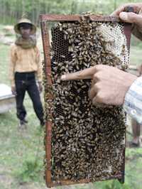 Además de afectarse la producción de miel, la desaparición de las abejas daña también la polinización