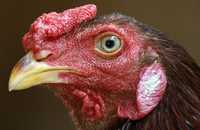 En el seno de la Organización Mundial de la Salud, Estados Unidos propuso que las muestras del virus de la gripa aviar sean compartidas sin ninguna condición. En la imagen, un gallo que fue investigado en India