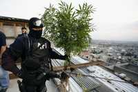 Un agente federal muestra una planta de mariguana incautada durante un operativo en la delegación Gustavo A. Madero