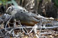 En el estero La Manzanilla habitan al menos 300 cocodrilos. Algunos tienen más de 50 años y miden más de cuatro metros de largo. Los pobladores están acostumbrados a la presencia de estos animales, que son un atractivo de la zona