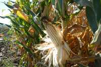 Productores de maíz de Sinaloa señalan que para erradicar la "economía negativa" del campo se deben frenar los incrementos a los precios de las semillas y los fertilizantes