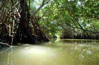Las zonas de manglares en el lecho de la laguna de Nichupté han sufrido por años las agresiones del hombre. Ahora un megaproyecto inmobiliario podría afectarlas aún más