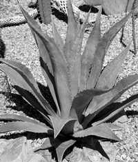 Agave: ¿cultivo fumigable?