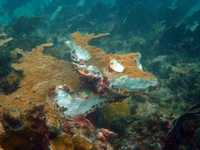 La Comisión Nacional de Areas Naturales Protegidas dio a conocer esta fotografía submarina que muestra la destrucción de corales en el arrecife de Punta Nizuc, los cuales estaban cubiertos por una amplia variedad de especies