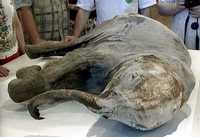 La televisión rusa mostró imágenes de Lyuba, la cría de mamut que permaneció 40 mil años enterrada en un terreno congelado y fue encontada en mayo
