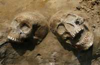 Cráneos humanos encontrados en una tumba masiva, producto de la Guerra de los Treinta Años, cerca del pueblo de Scharfenberg, al norte de Berlín. El episodio comenzó en 1618 en el centro de Europa (principalmente en territorio alemán) y concluyó en 1648