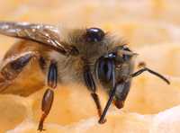 El ácaro varroa es otro de los sospechosos de provocar la mortandad de las abejas al deprimir su defensas y hacerlas susceptibles a ser infectadas por otros organismos