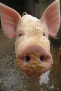 Granja de cerdos en las cercanías de Baokang, en la provincia de Hubei, en China central. Los altos precios de la carne porcina contribuyeron durante una década a las altas tasas de inflación, pero desde el mes pasado registran una caída de 11 puntos porcentuales como reflejo del aumento de los animales vivos