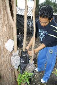 El método creado por el campesino Longinos Juárez, con la ayuda de su hijo José Luis, consiste en eliminar el muérdago –un parásito que se alimenta de las hojas del árbol matándolo en muy poco tiempo– por medio de la poda controlada