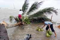 El clima dejó varias palmeras derribadas en la costa del poblado de Arroyo Verde, en Paraíso, Tabasco
