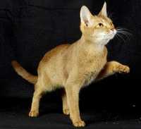 El primer mapa genético de un felino se logró con Cinnamon, un gato abisinio de cuatro años