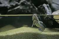 Un mudskipper (pez saltarín del fango) nada en una pecera antes de la inauguración de Agua: H2O=Vida, exposición del Museo de Historia Natural de Nueva York que se suma a los esfuerzos internacionales para fomentar una cultura de conservación y protección de la fuente de la vida