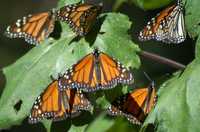 La Procuraduría Federal de Protección al Ambiente y autoridades municipales de Ocampo y Angangueo, en Michoacán, previeron el arribo de unos 200 millones de mariposas monarca a la región, este año