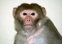 En la imagen, Semos, el mono cuyas células de la piel se utilizan en la investigación para clonación de embriones en la Universidad de Óregon