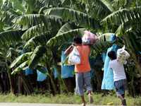 Dos niños cargan despensas en los alrededores de los cultivos de plátano, muchos de los cuales resultaron afectados por el desbordamiento del río Teapa. De acuerdo con la Unión Platanera, por la contingencia se perderán al menos 20 mil toneladas de este producto