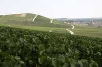 Las zonas tradicionales para el cultivo de la uva de champán, se encuentran en el área de Marne, entre Reims y Epernay, donde se extienden los viñedos que se observan en la imagen