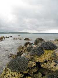 Panorama del coral dañado en la isla Simeulue, de Indonesia, en marzo pasado. Los científicos han expuesto su preocupación por los efectos negativos que han generado los fenómenos naturales (ciclones y tsunamis, principalmente) en esa región del planeta, aunque advierten que el calentamiento global podría ser devastador