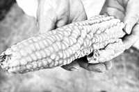 Una mujer muestra una mazorca del maíz almacenado en su casa. La producción anual es para autoconsumo y les dura todo el año