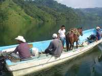 Lugareños de Grijalva intentan poner a salvo a sus animales de carga y los trasladan a ranchos en la zona de Ostuacán y Peñitas