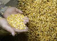 El maíz, uno de los productos básico que entrarán al país libres de aranceles con la apertura total del agro prevista en TLCAN