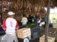 Jornaleros en cultivos de tabaco de la colonia Emiliano Zapata, municipio de Santiago Ixcuintla.