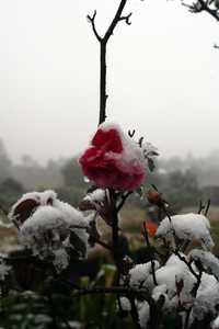 Rosas congeladas a causa de la nevada que cayó en algunas partes altas de Puebla, entre éstas Llano Grande