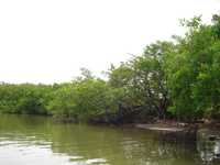 Manglar de la laguna de San Pedrito, en Colima