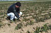 Más de 5 mil hectáreas de maíz han resultado dañadas por las temperaturas hasta de dos grados centígrados bajo cero en el norte de Sinaloa