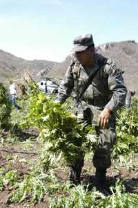 Combatir el narcotráfico, una de las tareas asignadas al Ejército