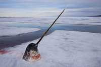 La imagen del canadiense Paul Nicklen, de la revista National Geographic,, la cual consiguió el segundo lugar en la categoría de Historias de la naturaleza