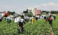 Migrantes trabajan en campos de Denver, Colorado, recolectando espinacas