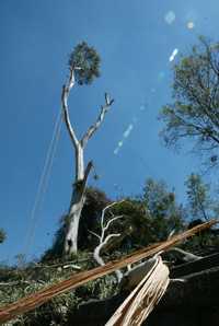 Según ecologistas, los árboles derribados están sanos