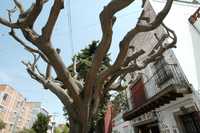 Árbol podado para su rescate de la plaga del muérdago, ubicado en la calle Chiapas, en la colonia Roma