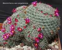 Cosmos astrosanguineus o planta de chocolate y el cactus Mammillaria san-angelensis