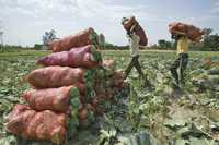 Agricultores de las afueras de Jammu, India, cargan sacos de coles. El Ministerio de Finanzas de ese país anunció que el gobierno está considerando tomar severas medidas,entre ellas prohibir exportaciones de algunos productos básicos para controlar el aumento de precios de alimentos, cemento y acero