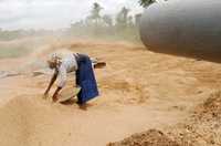 Una mujer recoge arroz en Divo, Costa de Marfil. Los países de Áfricas se encuentran entre los más afectados por las consecuencias del alza abrupta de los precios de alimentos en el mundo