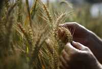 Los 3 millones de hogares en situación de pobreza alimentaria son los más vulnerables ante una escasez de comestibles, como el trigo