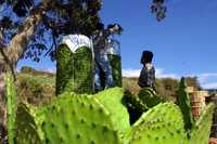 El objetivo del gobierno de la ciudad de México es lograr que en el ámbito internacional sea considerado patrimonio gastronómico y evitar la desaparición de este cultivo, del cual dependen 3 mil productores de la delegación Milpa Alta