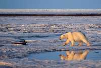 Canadá no respaldó la declaración sobre los osos polares hecha por Estados Unidos. Es probable que se conviertan en "una especie en peligro de extinción en el futuro inmediato" si no se toman medidas preventivas, matizó el ministro de Medio Ambiente, Juan Baird