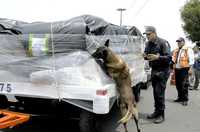 La SSP federal informó que en el operativo en el aeropuerto y sus inmediaciones participaron más de 100 uniformados con perros adiestrados que revisaron los vehículos que entraban y salían de la zona, así como locales de empresas de paquetería