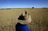 Un agricultor australiano observa el frustrado cultivo de trigo en su granja, cerca de West Wyalong. Debido al calentamiento global, los productores de arroz, trigo y otros cereales enfrentarán más desafíos en la carrera por producir alimentos, advierten científicos. Imagen de octubre de 2007