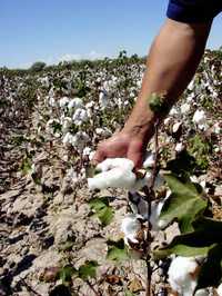 Clima favorable, disponibilidad de agua y pizcadores que aseguran ser los mejores del país no han bastado para frenar la debacle del cultivo de algodón en la región de La Laguna