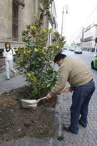 Reforestación en calles del Centro Histórico, como parte de los actos por el Día Mundial del Medio Ambiente